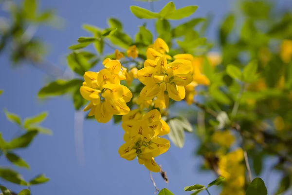 太陽の光が差し込む光景 木に黄色い花を咲かせます 木の上の黄色い花 — ストック写真