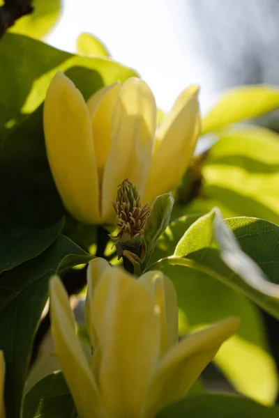 Bloom 'da zarafet, Magnolia Majesteleri. Manolya çiçeği.