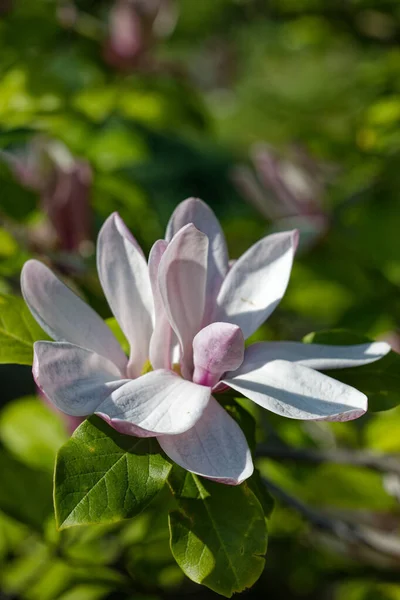 Bloom 'da zarafet, Magnolia Majesteleri. Manolya çiçeği.