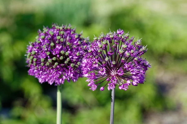 大蒜的魅力 看不见的紫色花朵 紫色大蒜花 — 图库照片