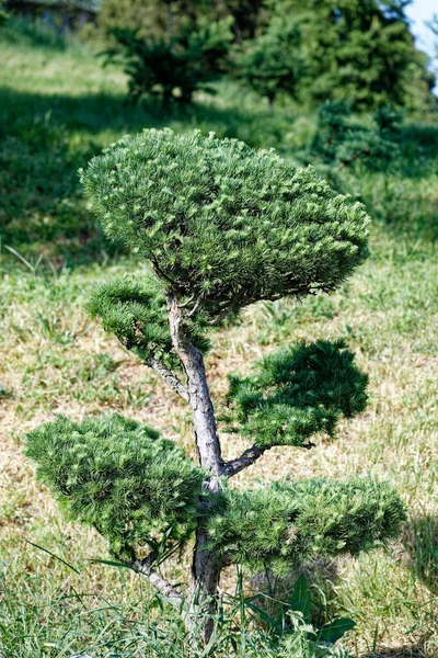 Majestic Pines. Güzel bir çam ağacı fotoğrafı..