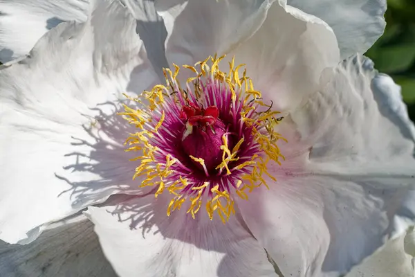 Peony Panache 開花の芸術 牡丹の花 — ストック写真