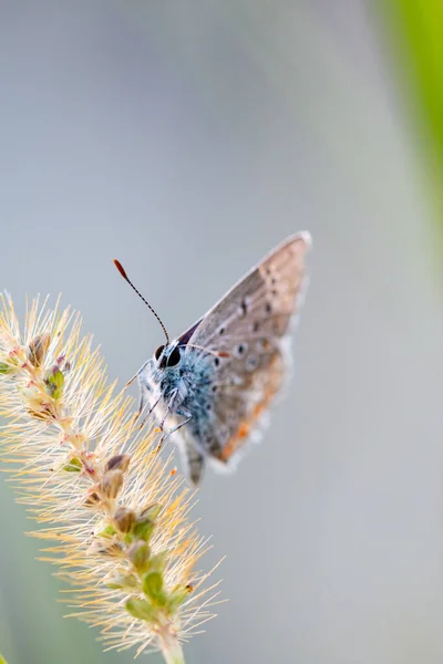 European Common Blue Butterfly Polyommatus Icarus Mooi Gekleurde Gesloten Ondervleugels — Stockfoto