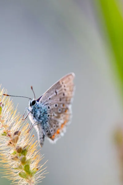 European Common Blue Butterfly Polyommatus Icarus Beautiful Colored Closed Underwings Stock Picture