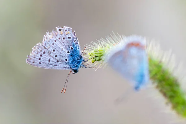 Пара Европейских Бабочек Common Blue Polyommatus Icarus Красивых Цветных Бабочек Стоковая Картинка