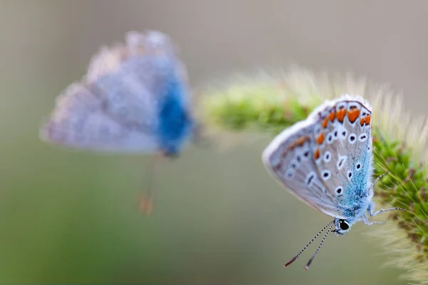 Пара Европейских Бабочек Common Blue Polyommatus Icarus Красивые Цветные Мужские Лицензионные Стоковые Фото