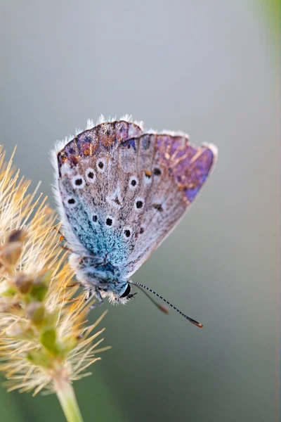European Common Blue Butterfly Polyommatus Icarus Beautiful Colored Partially Open Stock Image