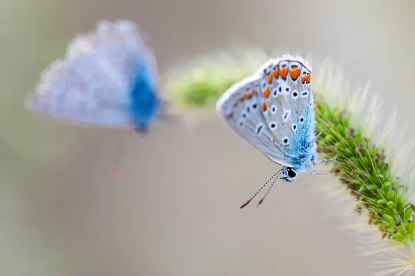 Пара Европейских Бабочек Common Blue Polyommatus Icarus Красивые Цветные Мужские Лицензионные Стоковые Изображения