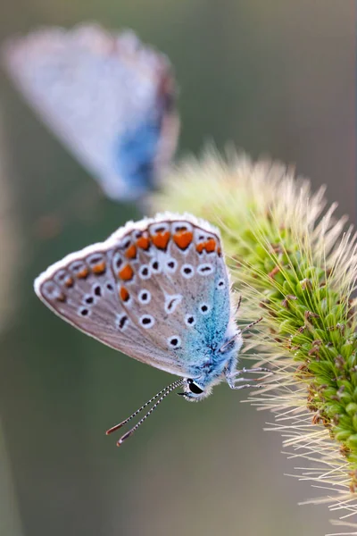 Pair European Common Blue Polyommatus Icarus Butterflies Beautiful Colored Male Royalty Free Stock Photos