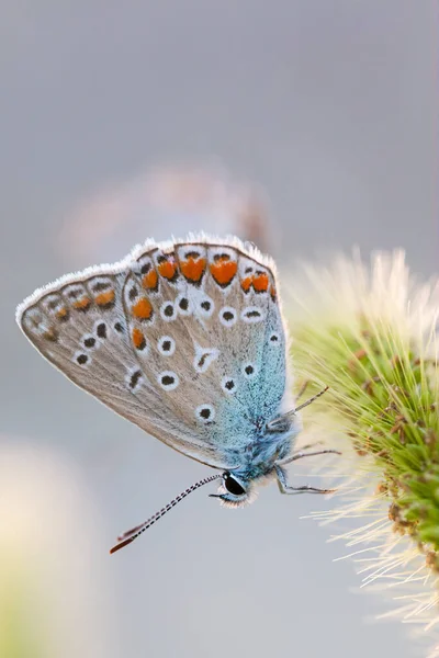 Европейская Общая Голубая Бабочка Polyommatus Icarus Красивая Цветная Частично Открытая Стоковое Изображение