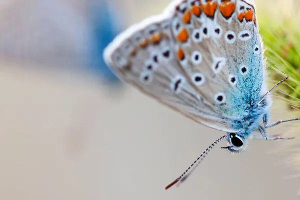 Европейская Общая Голубая Бабочка Polyommatus Icarus Красивая Цветная Частично Открытая Стоковое Фото