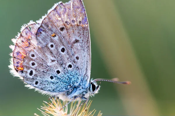 European Common Blue Butterfly Polyommatus Icarus Beautiful Colored Partially Open Royalty Free Stock Images