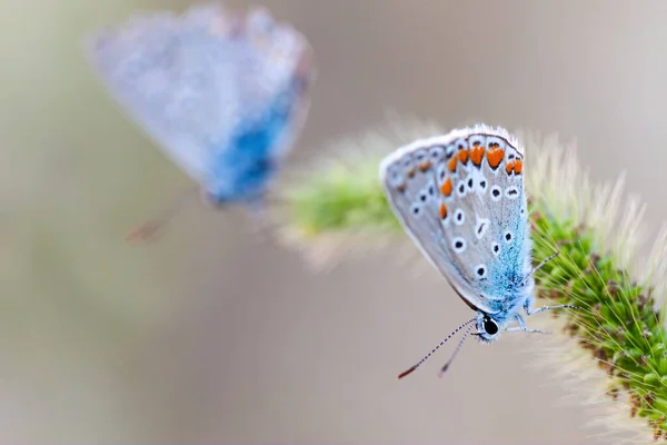 Пара Европейских Бабочек Common Blue Polyommatus Icarus Красивые Цветные Мужские Лицензионные Стоковые Изображения