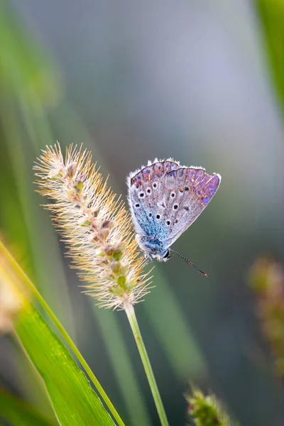 Европейская Голубая Бабочка Polyommatus Icarus Красивая Окрашенная Бабочка Крыльями Траве Стоковое Фото
