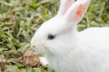 Genç beyaz tavşan karaya yakın çekim ve yeşil ilerleme, bebek evcil hayvanın güzelliği uzan