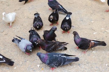 Güvercinler karada yemek yiyor, mısırlar dudakta, güvercin grubu birlikte yemek yiyor, kümes hayvanları yiyor.