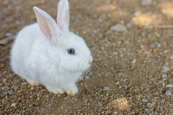 Genç beyaz tavşan karaya yakın çekim ve yeşil ilerleme, bebek evcil hayvanın güzelliği uzan