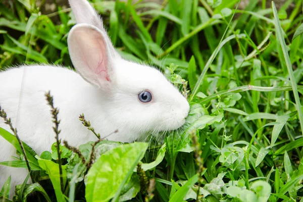 Little White Rabbit Green Garden Eatting Grass Summer Easter Concept — Stock Photo, Image