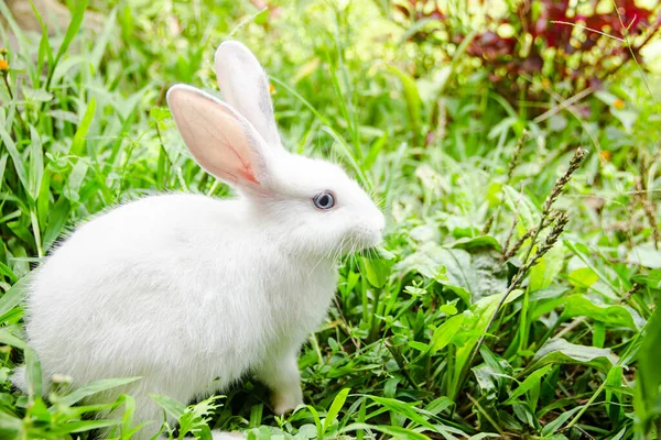 Little white rabbit in a green garden and eatting grass in summer easter concept to celebration, cute animal and lovely pet