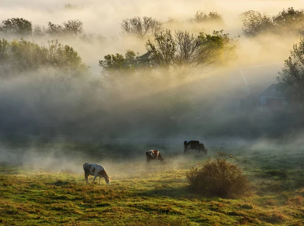 Коровы Пасутся Лугу Осенний Рассвет Лучи Солнца Пробиваются Сквозь Туман — стоковое фото