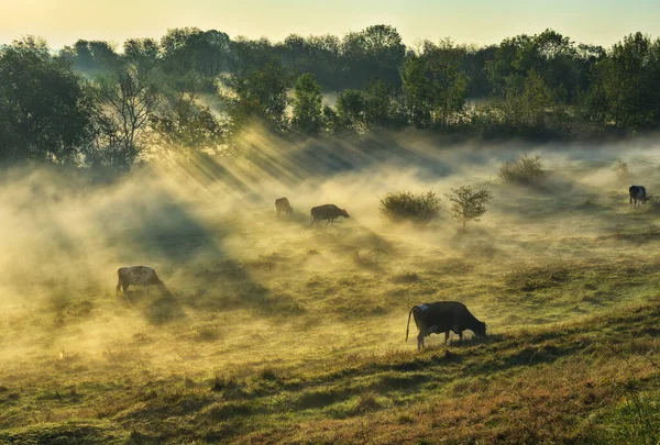 Koeien Grazen Het Weiland Herfstdageraad Stralen Van Zon Breken Door — Stockfoto
