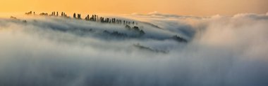 Trees in the Fog. Autumn morning. Nature of Ukraine