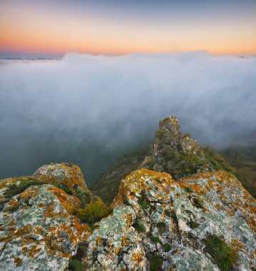 Trees in the Fog. Autumn morning. Nature of Ukraine
