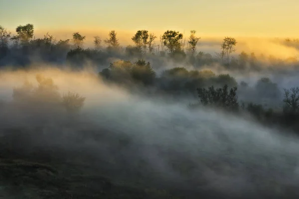 Trees Fog Autumn Morning Nature Ukraine — стоковое фото