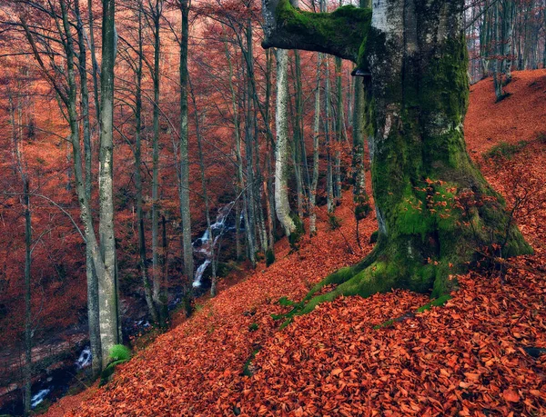 秋天在森林里秋天风景如画的背景 乌克兰的性质 — 图库照片