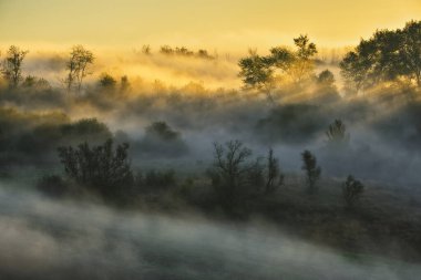 Trees in the Fog. Autumn morning. Nature of Ukraine