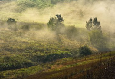 Trees in the Fog. Autumn morning. Nature of Ukraine