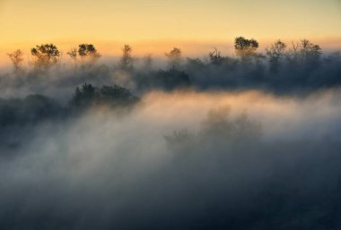Trees in the Fog. Autumn morning. Nature of Ukraine