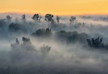 Trees in the Fog. Autumn morning. Nature of Ukraine