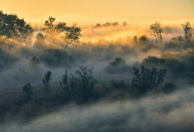 Trees in the Fog. Autumn morning. Nature of Ukraine