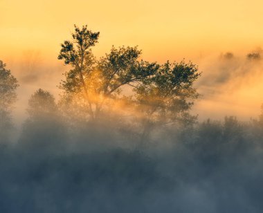 Trees in the Fog. Autumn morning. Nature of Ukraine