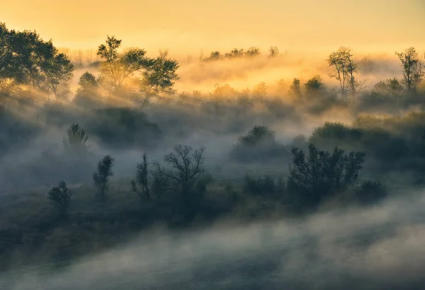 stock image Trees in the Fog. Autumn morning. Nature of Ukraine