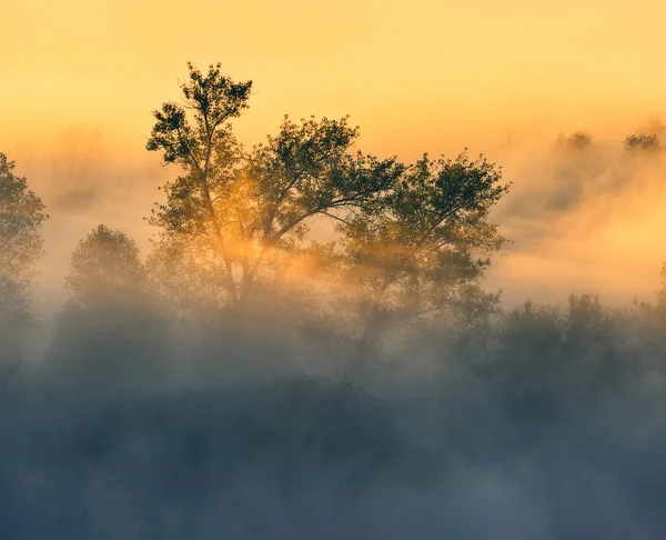 Trees Fog Autumn Morning Nature Ukraine — Zdjęcie stockowe