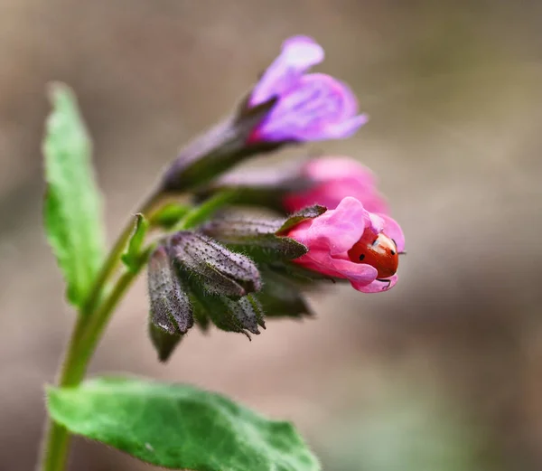花の上のテントウムシのマクロ写真 春の自然 — ストック写真