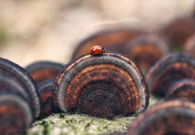 Mantarlı uğur böceği. Böcekli makro fotoğraf.