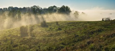 Trees in the Fog. Autumn morning. Nature of Ukraine