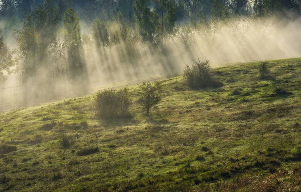 Trees Fog Autumn Morning Nature Ukraine — Stock Fotó