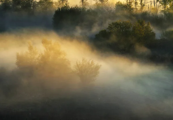 Trees Fog Autumn Morning Nature Ukraine —  Fotos de Stock
