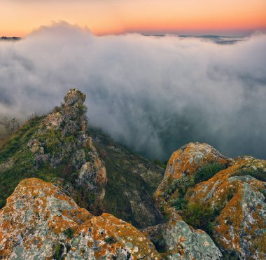 Trees in the Fog. Autumn morning. Nature of Ukraine