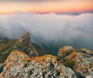 Trees in the Fog. Autumn morning. Nature of Ukraine