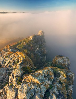 Trees in the Fog. Autumn morning. Nature of Ukraine
