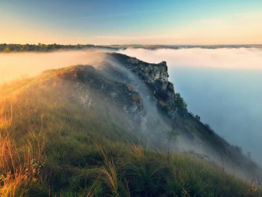 Trees in the Fog. Autumn morning. Nature of Ukraine