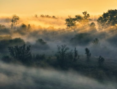 Trees in the Fog. Autumn morning. Nature of Ukraine