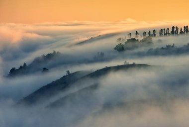 Trees in the Fog. Autumn morning. Nature of Ukraine