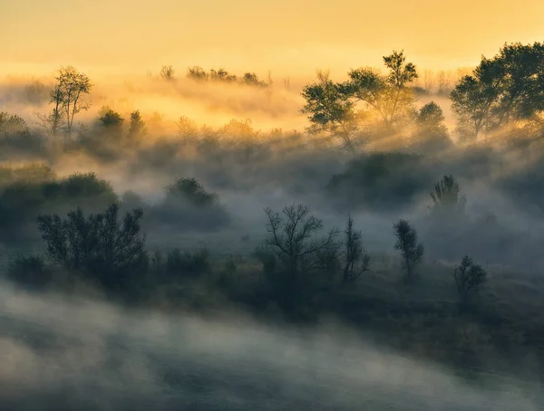 Trees Fog Autumn Morning Nature Ukraine — стокове фото