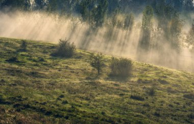 Trees in the Fog. Autumn morning. Nature of Ukraine